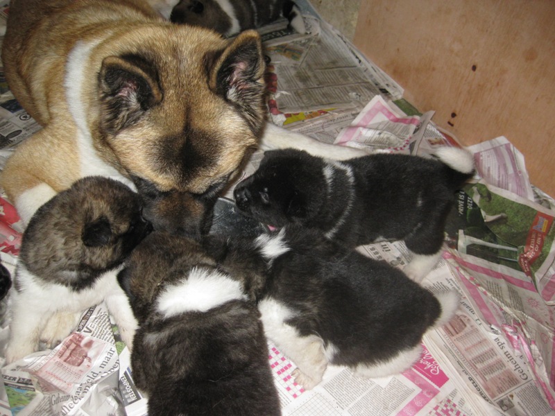 Puppies